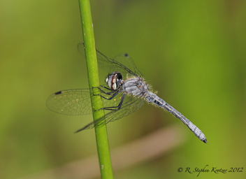 Nannothemis bella, male